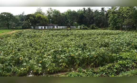 Viral Sunflower Garden Hit by Kalboisakhi, Grower Seeks Aid
